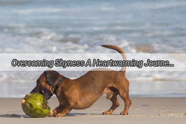 Overcoming Shyness A Heartwarming Journey to Confidence for Your Canine Companion